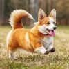 Pembroke Welsh Corgi Running Diamond Painting