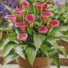 Pink Calla Lilies Diamond Painting