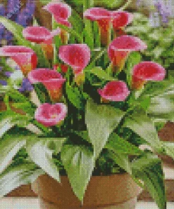 Pink Calla Lilies Diamond Painting