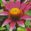 Pink Coneflower Diamond Painting