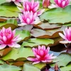 Pink Water Lily Diamond Painting