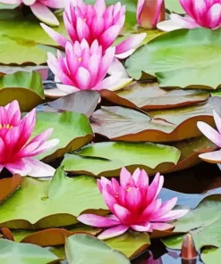 Pink Water Lily Diamond Painting