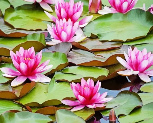 Pink Water Lily Diamond Painting