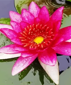 Pink Water Lily Flower Diamond Painting