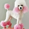 Pink And White Poodle Diamond Painting