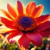 Pink Flowery Coneflower In Sunny Field Diamond Painting