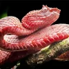 Pink Viper Snake Diamond Painting