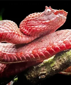 Pink Viper Snake Diamond Painting