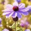 Purple Coneflower Diamond Painting