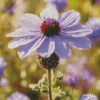 Purple Coneflower Diamond Painting