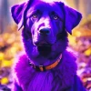 Purple Labrador Dog Diamond Painting