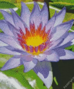 Purple Water Lily Diamond Painting