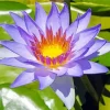 Purple Water Lily Diamond Painting