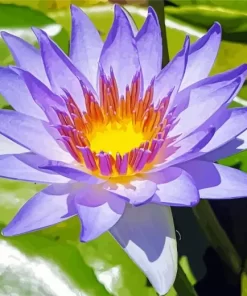 Purple Water Lily Diamond Painting