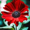 Red Coneflower Diamond Painting