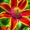 Red And Yellow Coneflower Diamond Painting