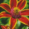 Red And Yellow Coneflower Diamond Painting