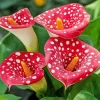 Red Dotted Calla Lilies Diamond Painting