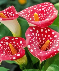 Red Dotted Calla Lilies Diamond Painting