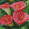 Red Dotted Calla Lilies Diamond Painting