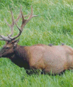 Roosevelt Elk Diamond Painting