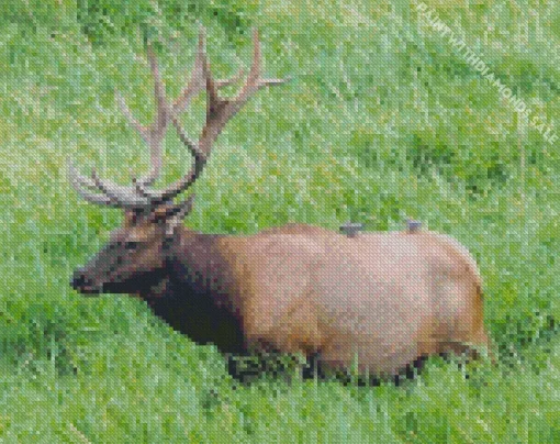 Roosevelt Elk Diamond Painting