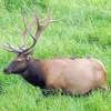 Roosevelt Elk Diamond Painting