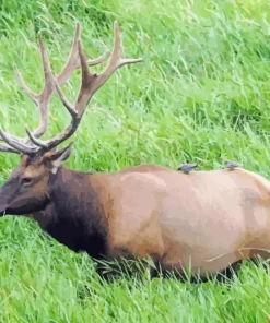 Roosevelt Elk Diamond Painting