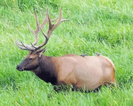 Roosevelt Elk Diamond Painting