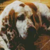 Sad Basset Hound Dog Diamond Painting