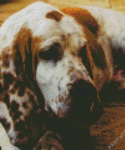 Sad Basset Hound Dog Diamond Painting