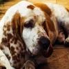 Sad Basset Hound Dog Diamond Painting