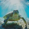 Sea Turtle Underwater Diamond Painting