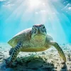 Sea Turtle Underwater Diamond Painting