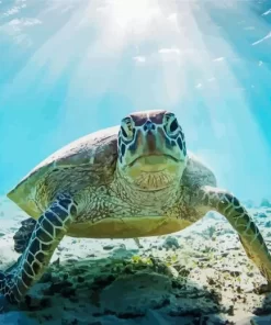 Sea Turtle Underwater Diamond Painting