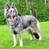 Silver Sable German Shepherd Diamond Painting