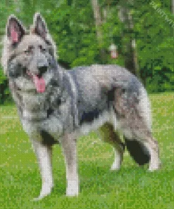 Silver Sable German Shepherd Diamond Painting