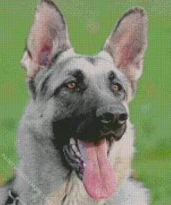 Silver Sable German Shepherd Dog Diamond Painting