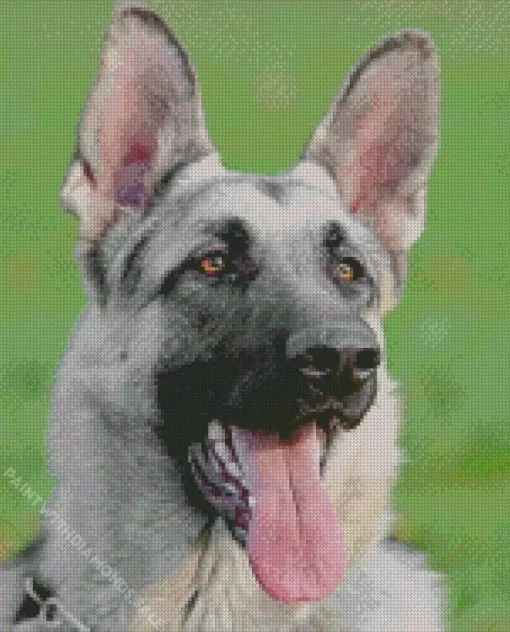 Silver Sable German Shepherd Dog Diamond Painting