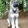 Silver Sable German Shepherd Puppy Diamond Painting