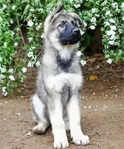 Silver Sable German Shepherd Puppy Diamond Painting