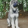 Silver Sable German Shepherd Puppy Diamond Painting