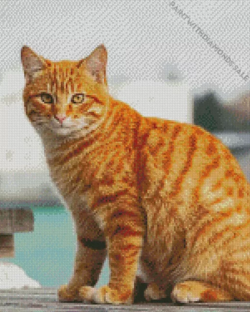 Tabby Orange Cat Diamond Painting