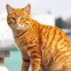 Tabby Orange Cat Diamond Painting