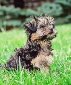 Teacup Morkie Diamond Painting