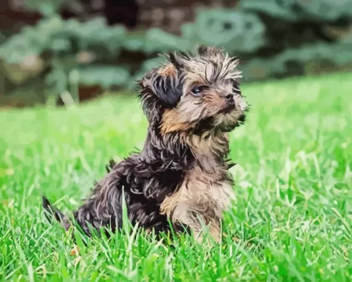 Teacup Morkie Diamond Painting