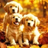 Three Autmn Labrador Puppies Diamond Painting