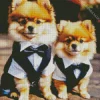 Two Pomeranians In Suit Diamond Painting