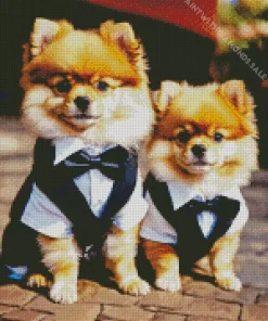 Two Pomeranians In Suit Diamond Painting