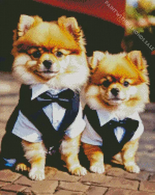 Two Pomeranians In Suit Diamond Painting